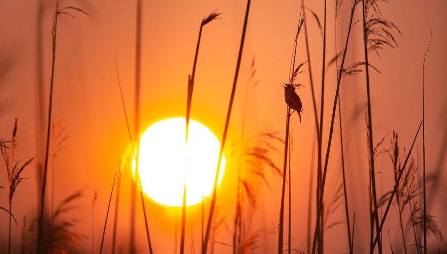 Rietzanger / Rowin Dreef - Vogelfotogalerij