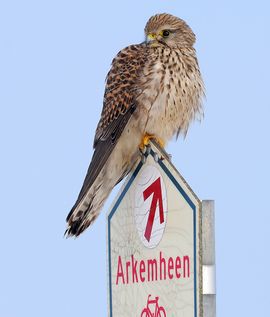 Torenvalk op bord / Jelle de Jong