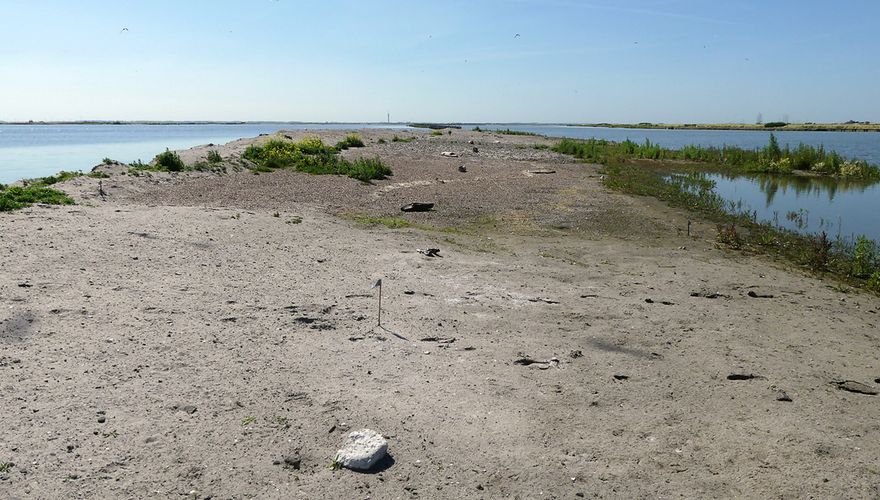 Proefvlakken Marker Wadden / Camilla Dreef