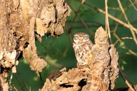 Steenuil geniet in het zonnetje