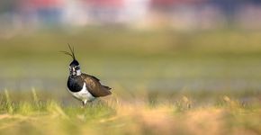 Kievit / Shutterstock