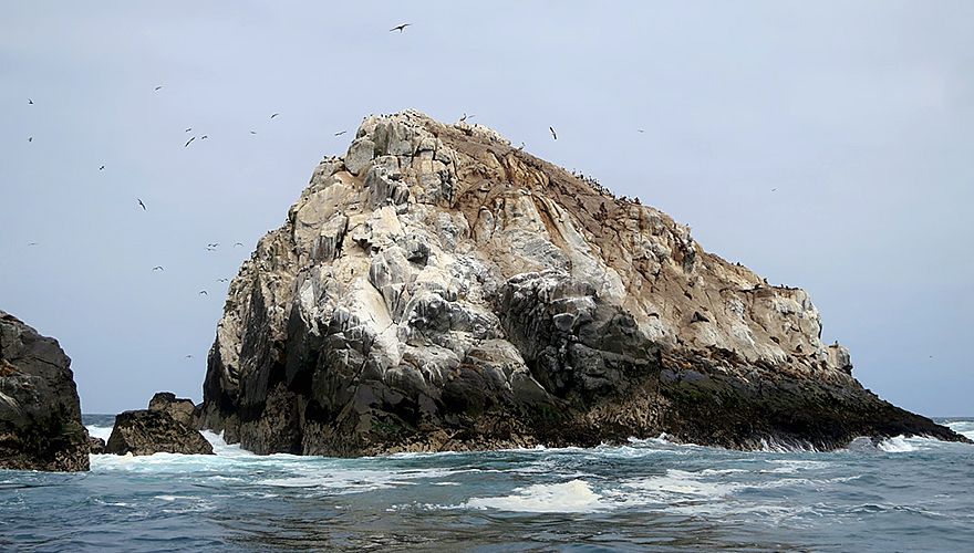 Rotseiland Peru / Marc Guyt - Agami