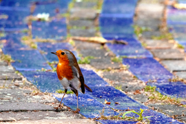 Roodborst - Gefotografeerd door Hanne Troost