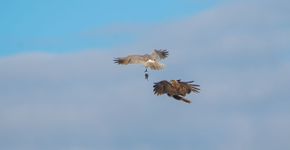 Prooioverdracht steppekiekendief (boven) met bruine kiekendief (onder) / Foto: Hans Hut Prooioverdracht steppekiekendief (boven) met bruine kiekendief (onder) / Foto: Hans Hut