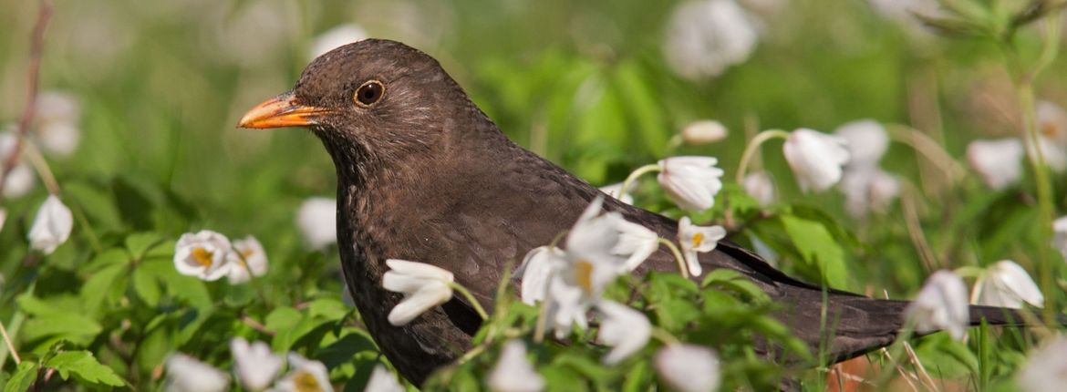 Tegenhanger Meestal oorlog Slim ei-genlijk | Vogelbescherming