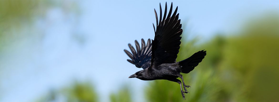 gras Romanschrijver Koning Lear Raven en kraaien; van godenvogels tot duivelskinderen | Vogelbescherming