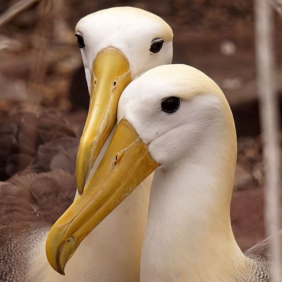 Galapagos spotlijster / Koen de Geus