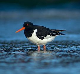 Scholekster / Wil Leurs, AGAMI