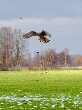 Bidden voor het eten