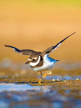 Bontbekplevier / Shutterstock