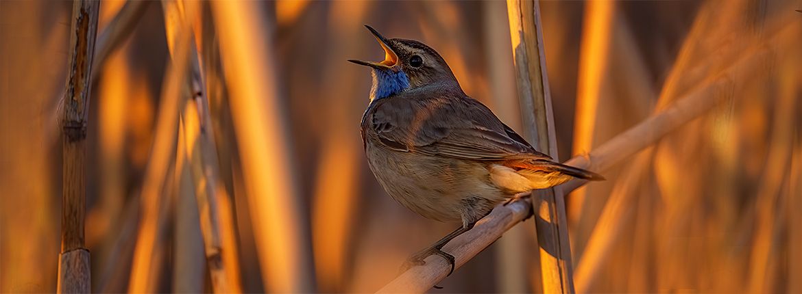 Blauwborst / Shutterstock