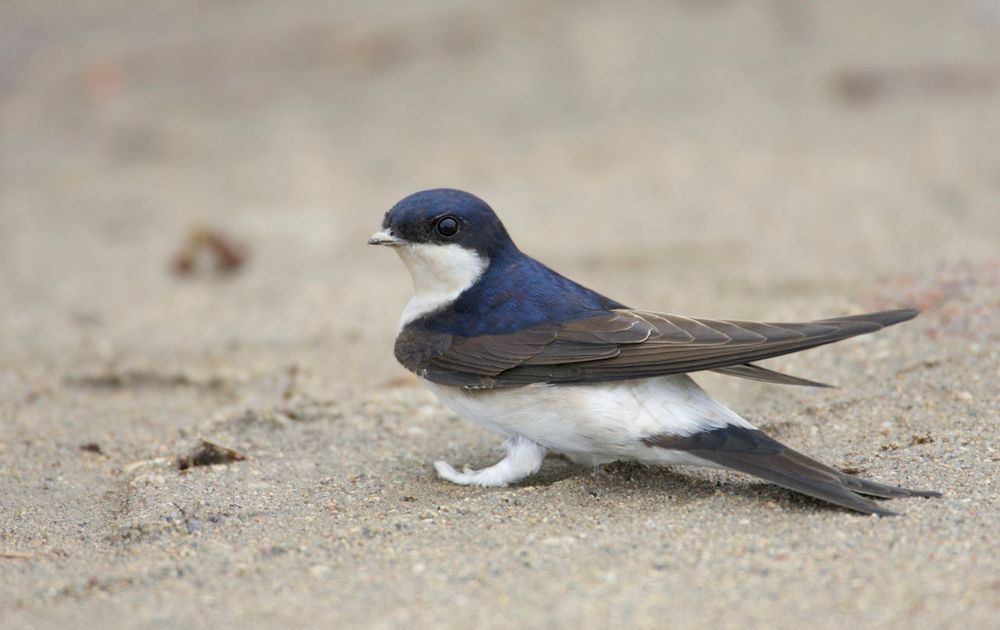 begaan Sinewi Religieus Huiszwaluw | Vogelbescherming