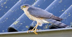 Sperwer / Marc Guyt, AGAMI