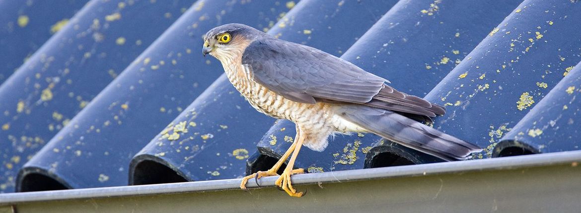 Sperwer / Marc Guyt, AGAMI