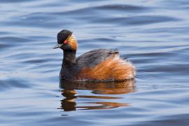 Geoorde Fuut in natuurgebied Roegwold