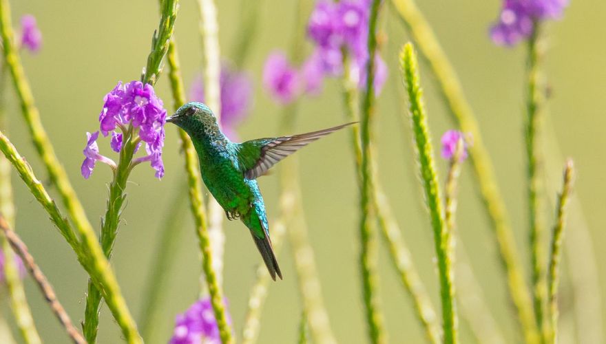 Groenkruinbriljantkolibrie / Hans Peeters