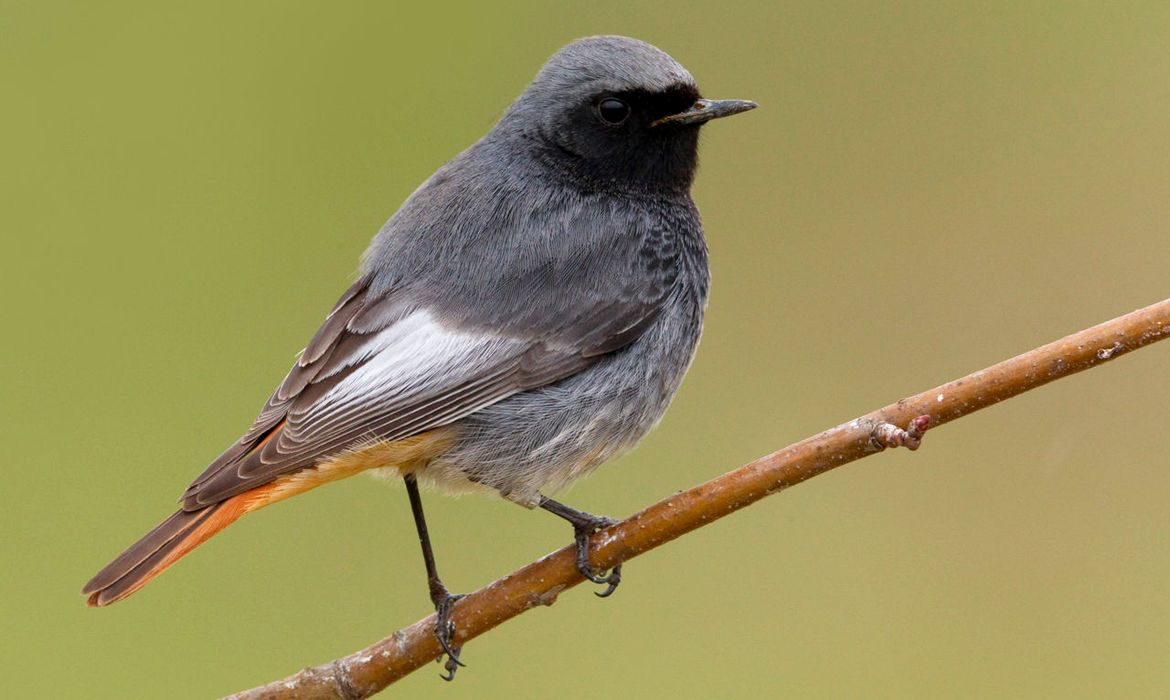 zwarte-roodstaart-vogelbescherming