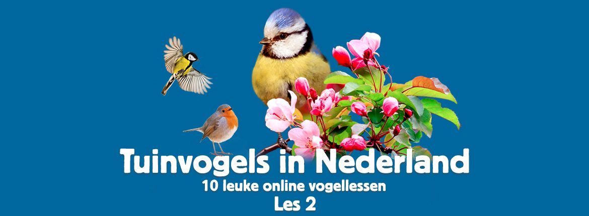 Header Tuinvogels in Nederland
