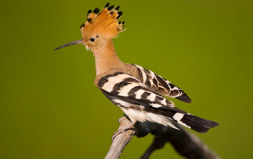 ledematen alias pk Hop | Vogelbescherming