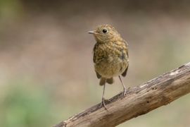 Jonge Roodborst