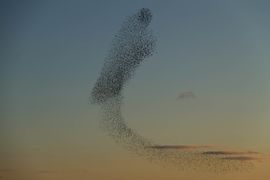 kunst in de avond zon