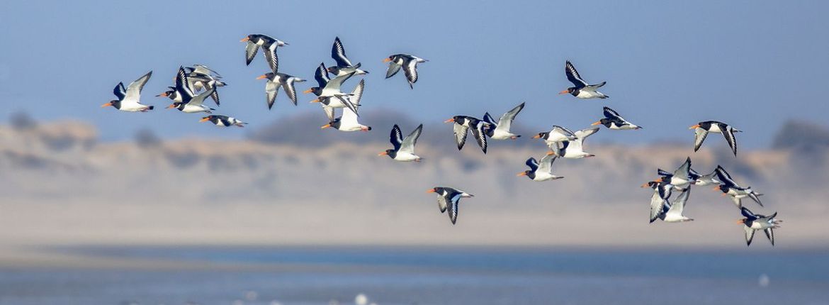 scholekster/ Shutterstock