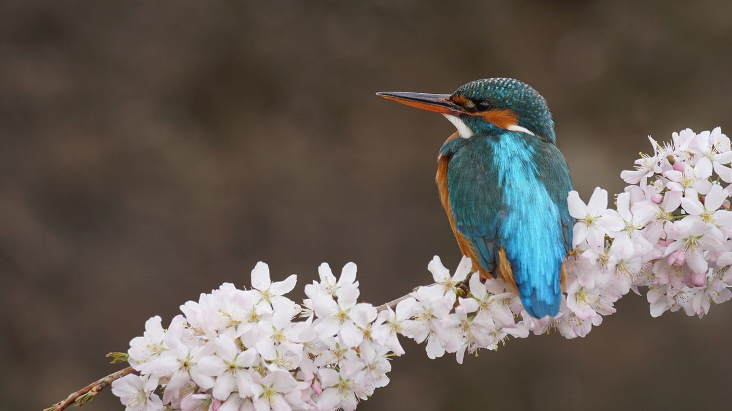 IJsvogel / Sacha Bijkerk, Fotogalerij