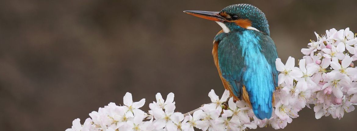 IJsvogel / Sacha Bijkerk, Fotogalerij