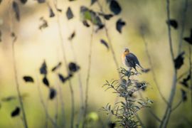 Roodborst op struik