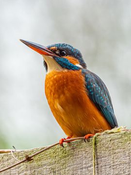 Ijsvogel vrouw op Pergola in ons tuintje