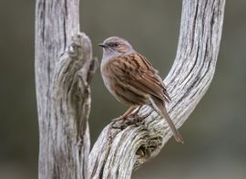 Even rust op oud hout