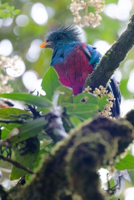 Quetzal