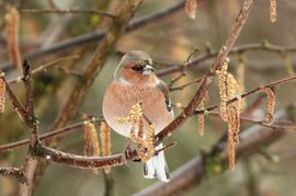 Vink in de regen.