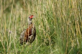 opvallende kleuren in het groen
