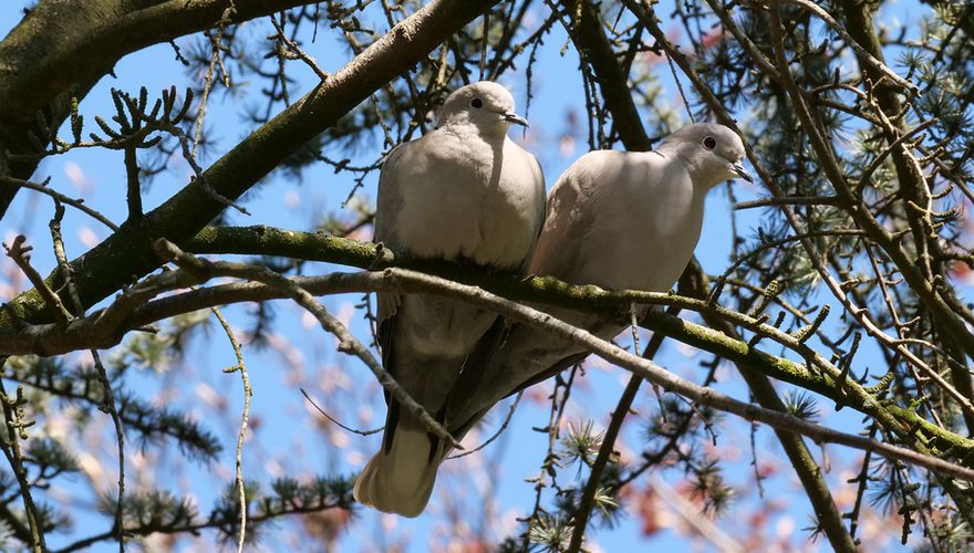 Turkse tortel / Grietus Jalving - Fotogalerij