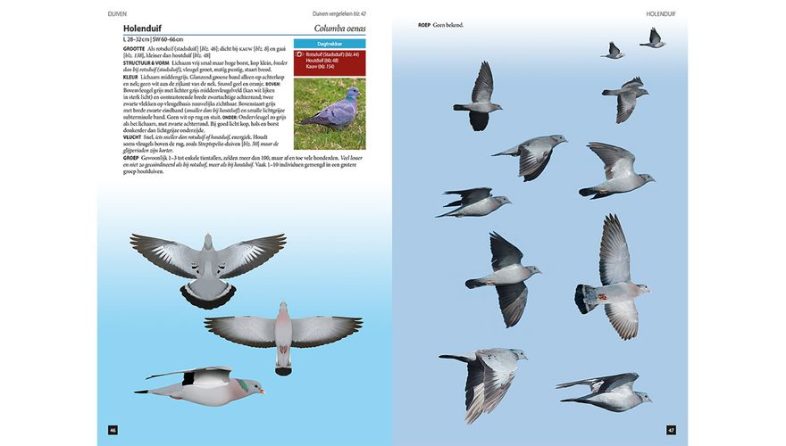 Spread holenduif Vogels in vlucht