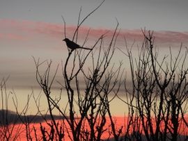 Zie, het silhouet ...