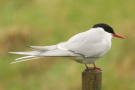  In de regen en de drup