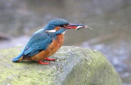 ijsvogel heeft beet....