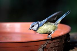 Alle vogels hebben water nodig