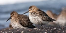 bonte strandlopers op de dijk van westkapelle