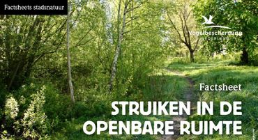 Factsheet struiken in de openbare ruimte