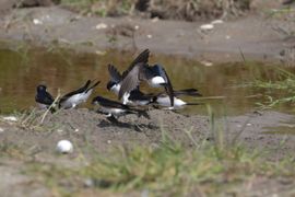 Gezamenlijk nestmateriaal verzamelen