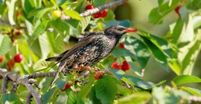 Spreeuw in zoete kers / iStock