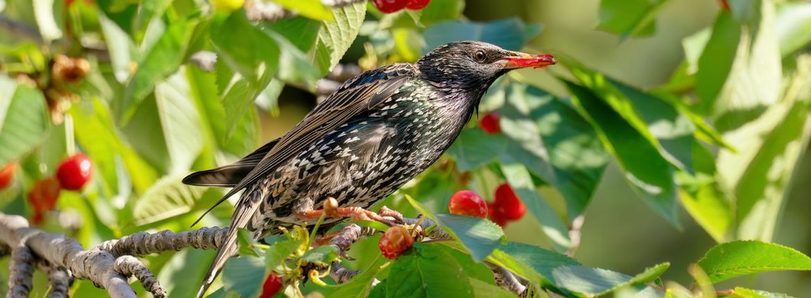 Spreeuw in zoete kers / iStock