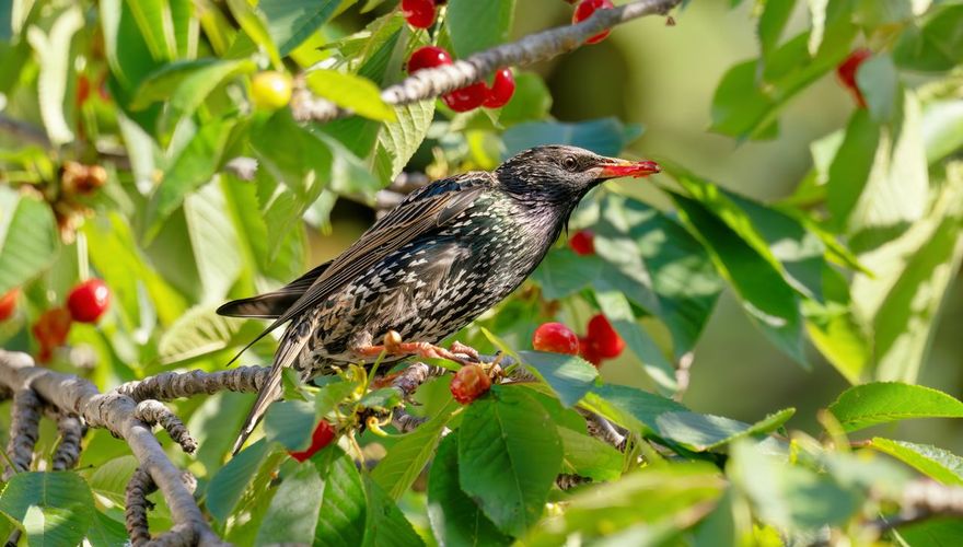Spreeuw in zoete kers / iStock