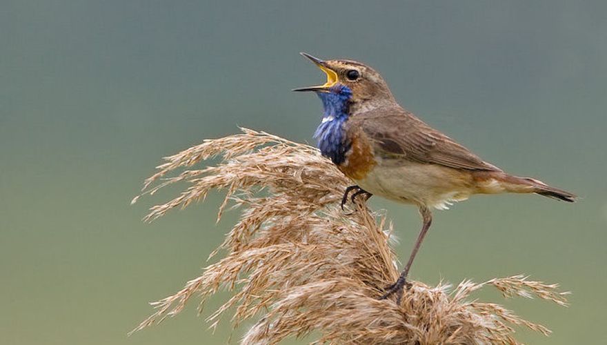 Blauwborst / Birdphoto