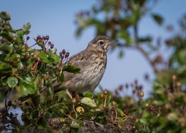 Boompieper in het ochtendlicht