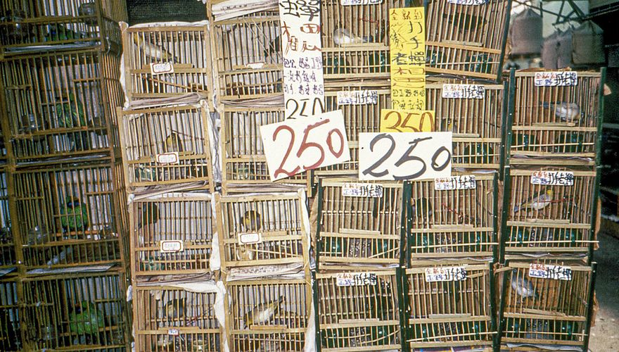 Vogelmarkt Hong Kong / Hans Peeters