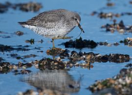 Irritant dat stukje tussen mijn snavel